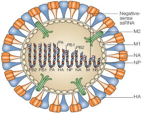 Figure 8: Structure du virus influenza A. 