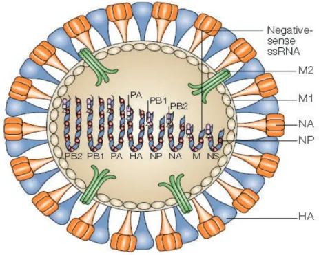 Figure 8: Structure du virus influenza A. 