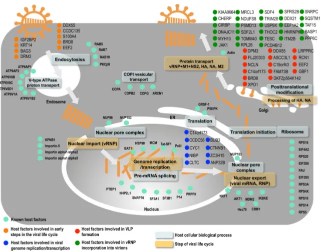 Figure 5. Les facteurs de l’hôte intervenants dans la réplication du virus de la grippe, schéma  proposé par Watanabe et al., 2014