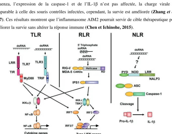 Figure 6. Les trois classes de de PRRs impliqués dans la reconnaissance des l’ARN viral  (Takeuchi et Akira, 2009)