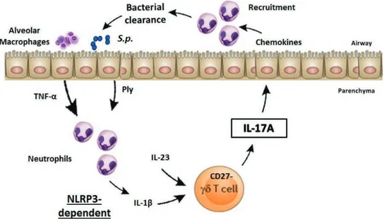 Figure 11. Mécanisme de production d’IL-17A par les cellules T- !&#34; dans le modèle d’infection  par Streptococcus pneumoniae (Rapport de thèse Hassane M., 2014)
