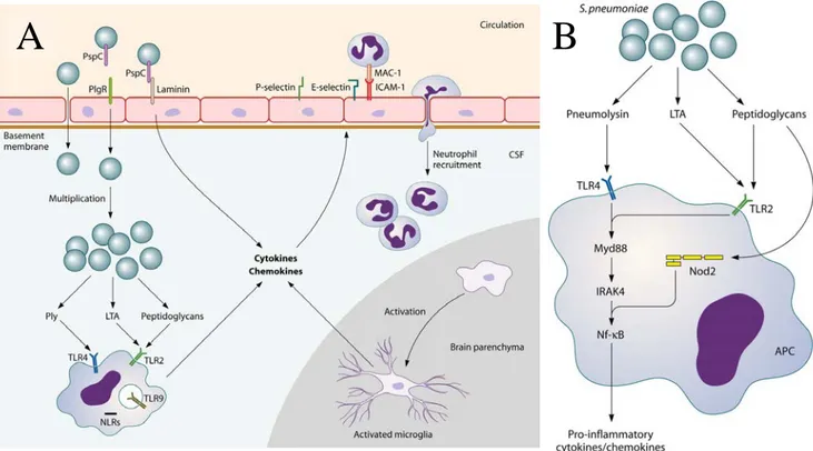 Figure 14. Activation de l’immunité dans le parenchyme cérébral : cas de l’infection par 