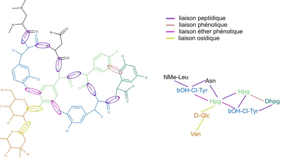 Figure 2.12 – Les structures chimiques et monomériques de la vancomycine, un glycopeptide.
