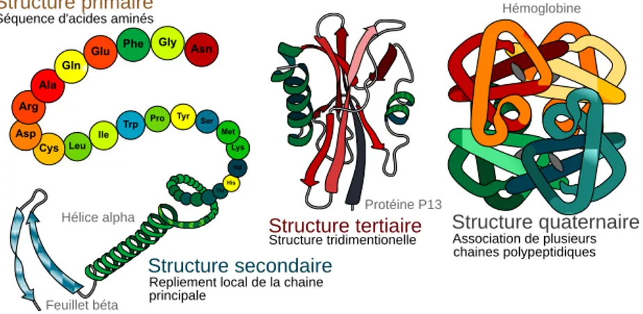 figure 2.12 ) et une autre fonction hydroxyle ou un groupement amine. Cette réaction est effectuée par des glycosyltransférases [ 51 , 107 ].