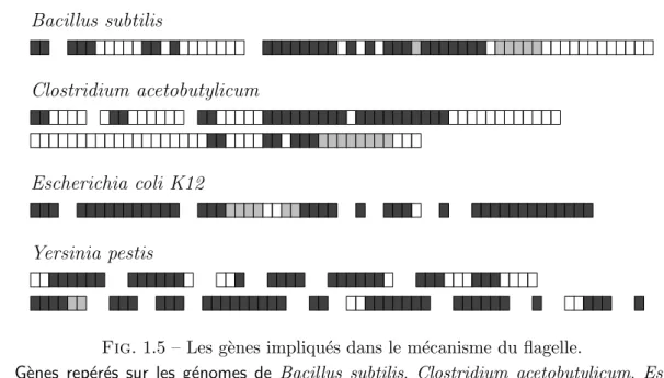 Fig. 1.5 – Les g` enes impliqu´ es dans le m´ ecanisme du flagelle.