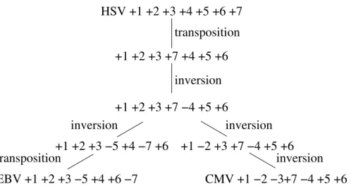 Fig. 1.7 – Des sc´ enarios expliquant l’´ evolution de trois virus de l’herp` es. (tir´ e de [54])