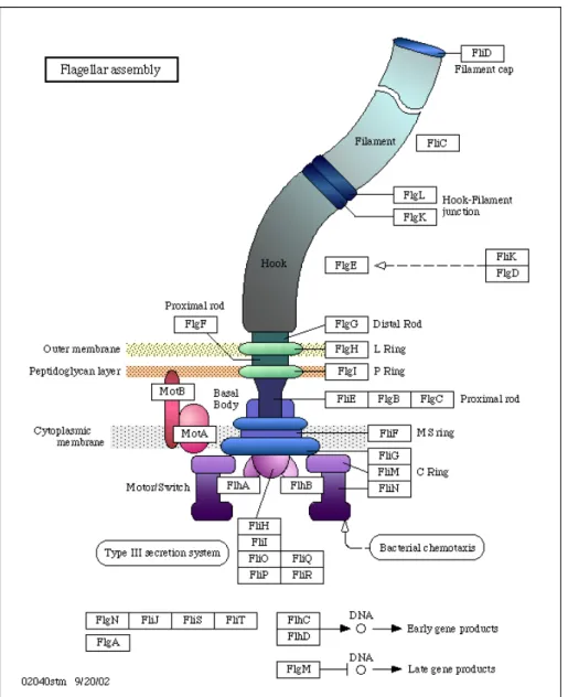 Fig. 1.12 – Le m´ ecanisme du flagelle chez les bact´ eries (source : KEGG [82]). Le flagelle est un m´ ecanisme complexe, d’une part il est constitu´ e d’un ensemble de prot´ eines formant la cellule filamenteuse, et d’autre part il est constitu´ e de « m