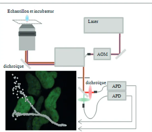 figure 13 : représentation schématique du système de mesure de FCS développé par l’équipe  « biophysic of macromolecules »  (Dross et al., 2009).