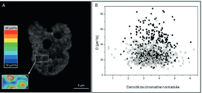 Figure 16 : la partie A représente une combinaison de la  carte des temps de diffusion de la eGFP associée 