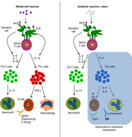 Figure 4: Réponses immunitaires stimulées suite à l'injection du DTwP ou du DTaP. 