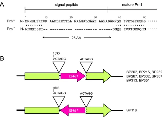 Figure 6: Inactivation du gène codant pour  la pertactine chez des souches cliniques au 