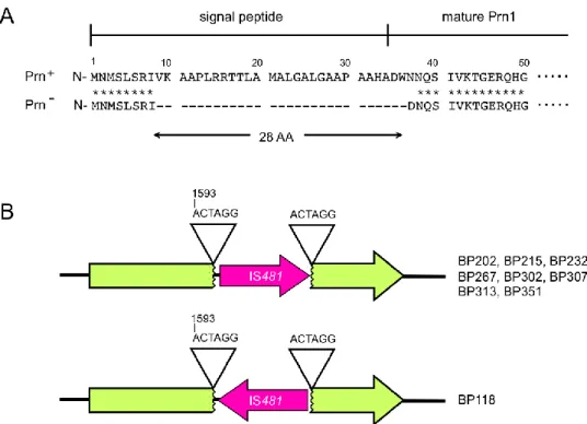 Figure 6: Inactivation du gène codant pour  la pertactine chez des souches cliniques au 