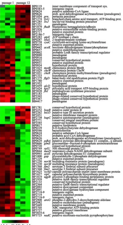 Figure 11: Variation d'expression de gènes après 12 passages sur milieu de culture de la 