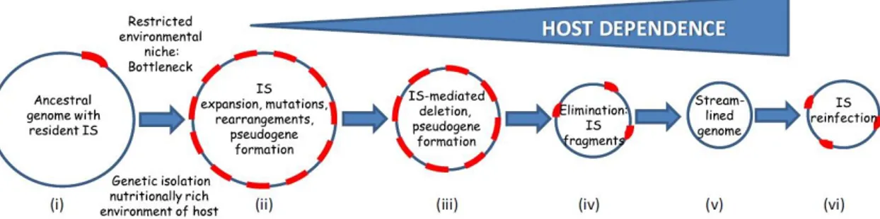 Figure 11: Théorie sur l'expansion des IS, élimination des IS et linéarisation des 