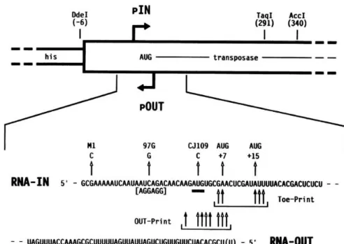 Figure 14: Organisation des séquences promotrices de l'IS10 chez Escherichia coli.  