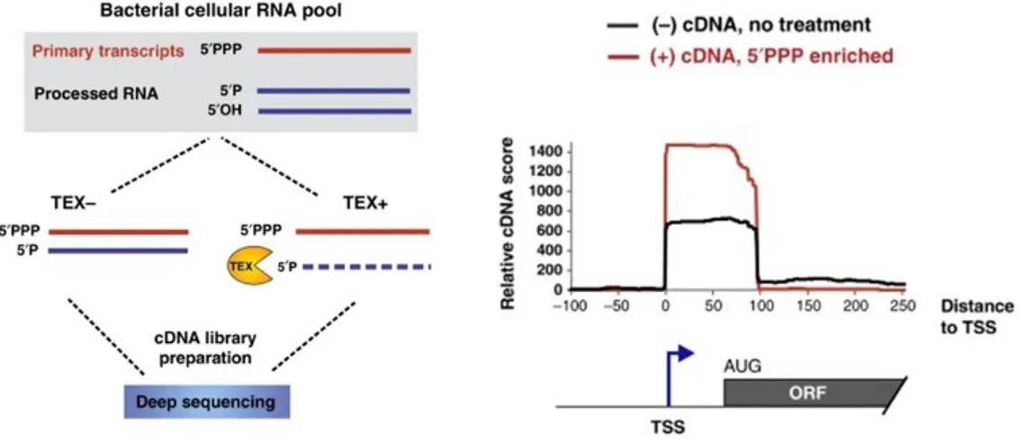 Figure 17 : Prédiction de départs de transcription par séquençage différentiel d'ARN.  