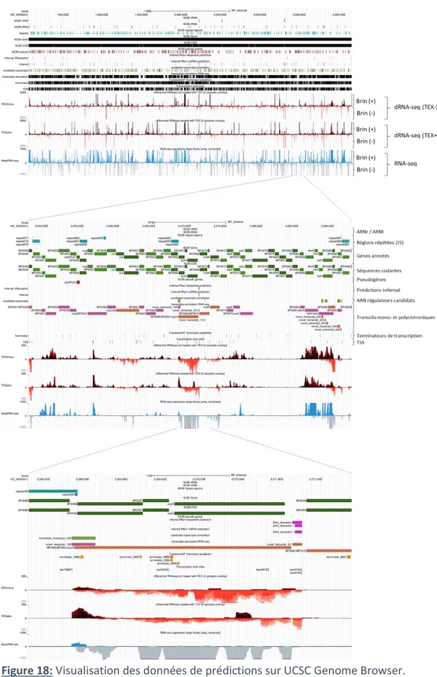 Figure 18: Visualisation des données de prédictions sur UCSC Genome Browser.  