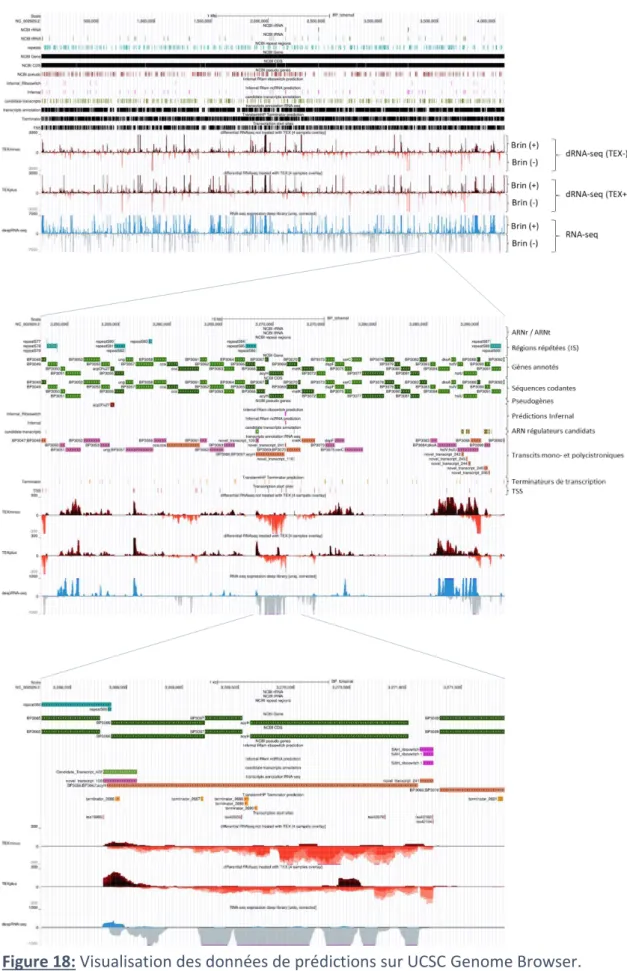 Figure 18: Visualisation des données de prédictions sur UCSC Genome Browser.  