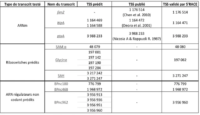 Tableau 2: Position des TSS prédits et des TSS vaildés par 5'RACE sur séquençage à Haut- Haut-Débit des transcrits candidats