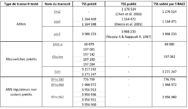Tableau 2: Position des TSS prédits et des TSS vaildés par 5'RACE sur séquençage à Haut- Haut-Débit des transcrits candidats