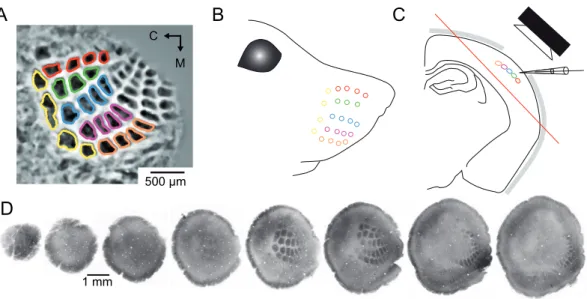 Figure 1: Cytochrome oxidase staining of tangential sections from the mouse primary somatosensory cortex reveals the structural organization of layer 4 barrels that mirrors the arrangement of the vibrissae on the snout.