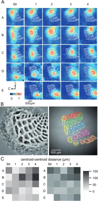 Figure 5: Functional validation of the registration method. A. Cortical responses evoked by individual deflections of the 24 principal vibrissae in a urethane anesthetized mouse were imaged using the VSD RH1691