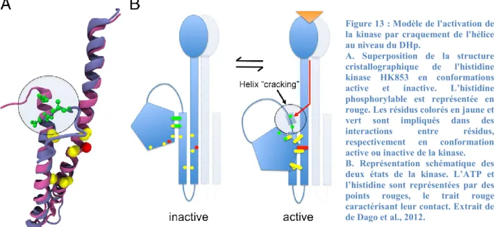 Figure 13 : Modèle de l'activation de  la  kinase  par  craquement  de l'hélice  au niveau du DHp