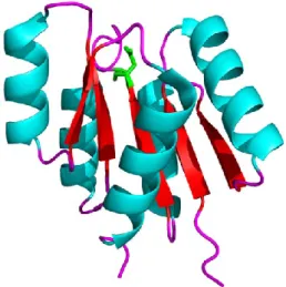 Figure  16  :  Représentation  du  domaine  receveur  de  FixJ  de  Sinorhizobium  meliloti  (code  PDB  1dck)