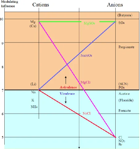 Figure  18  :  Diagramme  présentant  les  différents  ions  impliqués  dans  le  contrôle  de  la  virulence  de  B