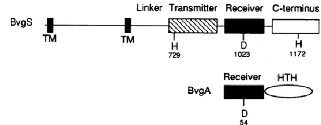 Figure  21  :  Représentation  schématique  de  BvgAS.  Les  résidus  impliqués  dans  la  cascade  de  phosphorylation  sont  indiqués