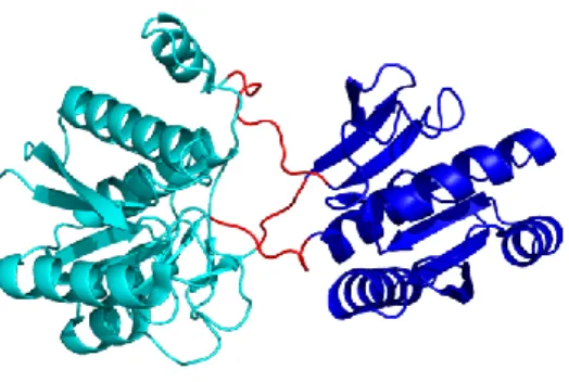 Figure  27  :  Représentation  de  la  protéine  périplasmique  de  liaison  de  la  leucine  d’E