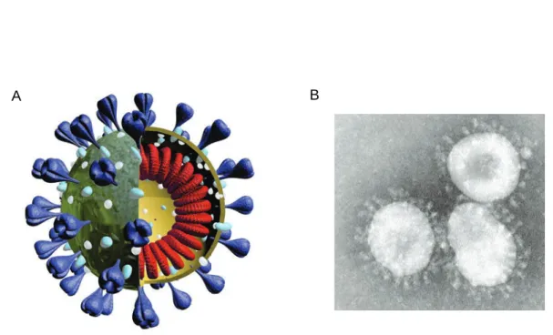 Figure  3: Structure générale d’un coronavirus. A : Schéma d’un virion. Les trimères de  protéine S sont représentés en violet, la protéine M est en bleu, la protéine E en blanc et la  nucléocapside en rouge