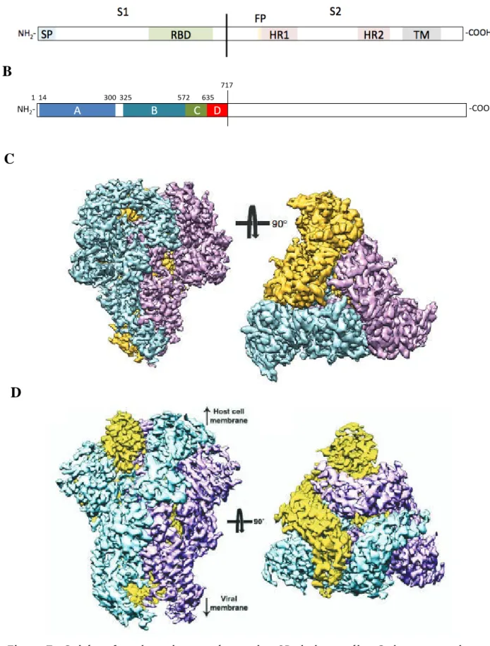 Figure 7 : Schéma fonctionnel et représentation 3D de la protéine S des coronavirus.  A