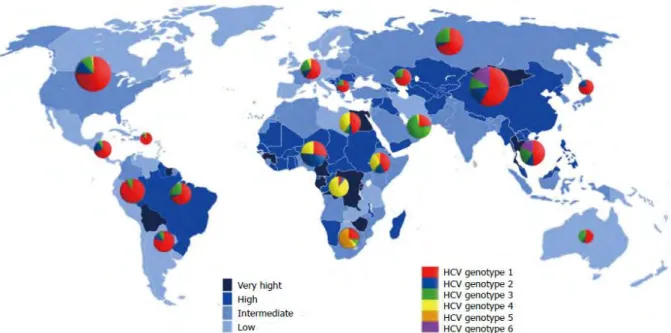 Figure 1 : Prévalence globale de l’infection par le virus de l’hépatite C et répartition des différents  génotypes du VHC à travers le monde