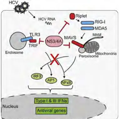 Figure 3 Les étapes d’une réponse immunitaire innée antivirale contre le VHC.  