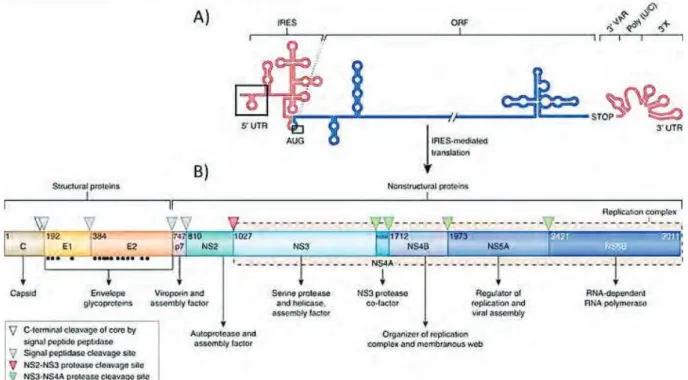 Figure 7 : Représentation schématique du génome et de la polyprotéine du HCV. 