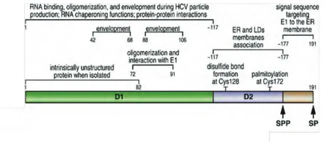 Figure 8 : Représentation structurelle et fonctionnelle de la protéine core du VHC. 