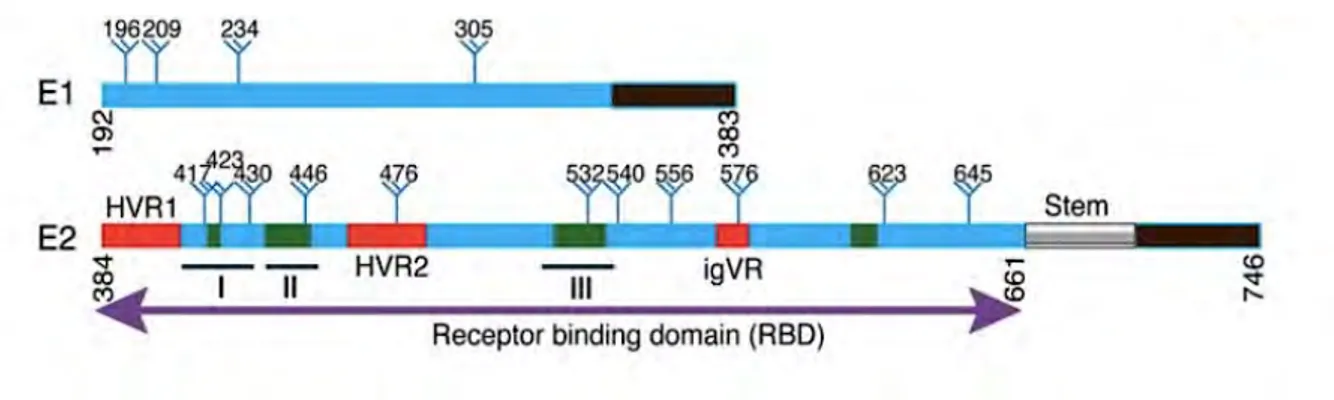 Figure 9 : Représentation schématique des glycoprotéines d’enveloppe E1 et E2 du VHC. 