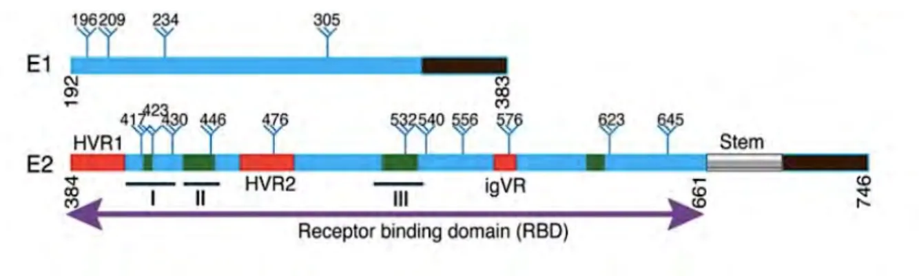 Figure 9 : Représentation schématique des glycoprotéines d’enveloppe E1 et E2 du VHC. 
