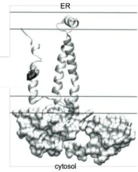 Figure 11 : Structure de NS2 du VHC. 