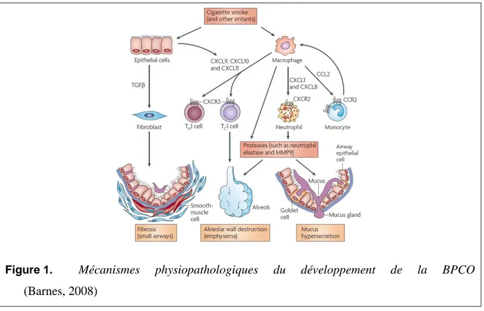 Figure 1.  Mécanismes  physiopathologiques  du  développement  de  la  BPCO          