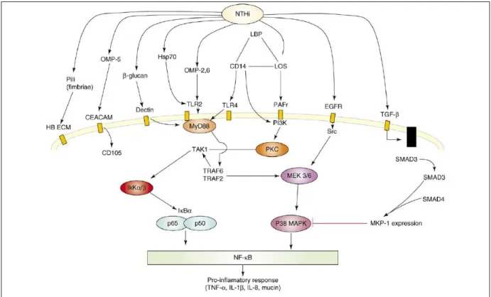 Figure 3.  Facteur de virulence de NTHi et voies de signalisation impliquées dans la  réponse inflammatoire