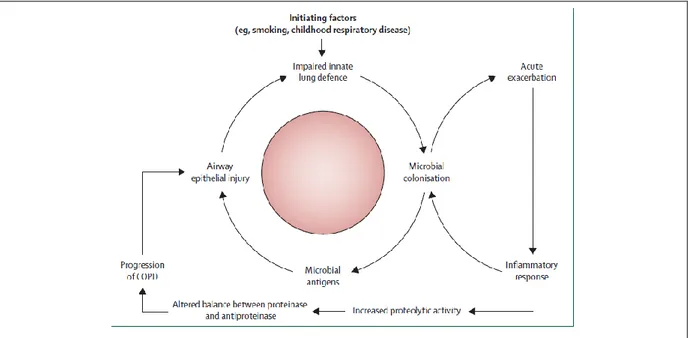 Figure 5.   Cycle hypothétique d’infection et d’inflammation au cours de la BPCO.  (Decramer et al., 2012) 