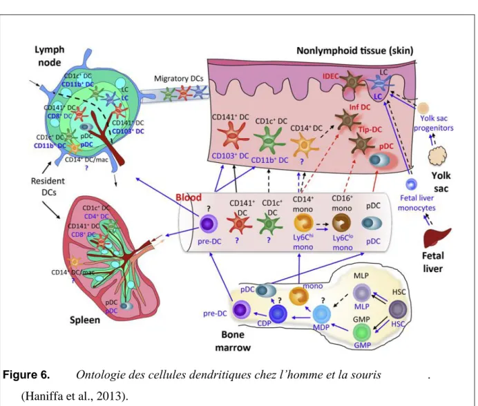 Figure 6.  Ontologie des cellules dendritiques chez l’homme et la souris               