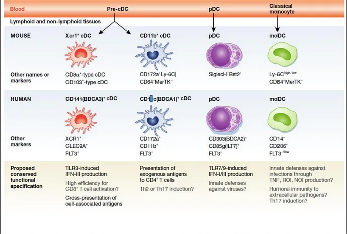 Figure 7.  Les principales sous-populations de cellules dendritiques humaines et murines