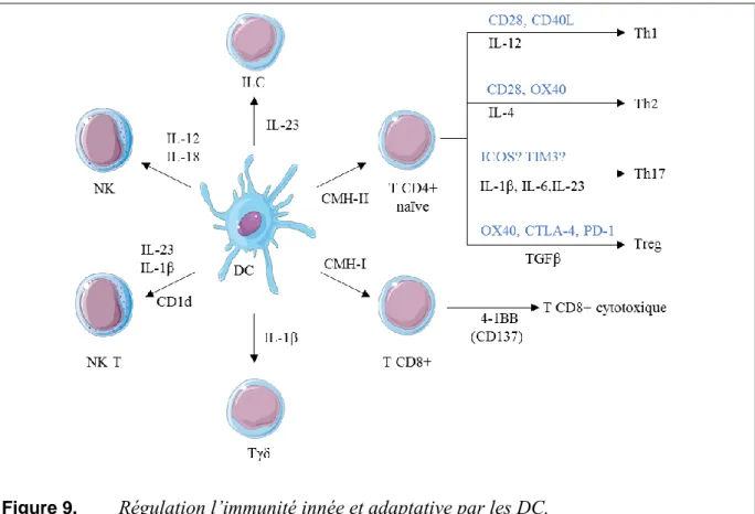 Figure 9.  Régulation l’immunité innée et adaptative par les DC. 