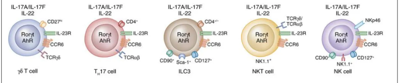 Figure 11.  Les principales sources cellulaires d’IL-17 / IL-22. (Veldhoen, 2017) 
