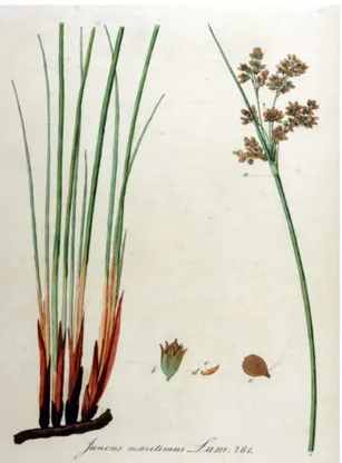Figure	28:	 Illustration	 botanique	 du	 J.	 maritimus	 (Dictionnaire	 des	 Sciences	