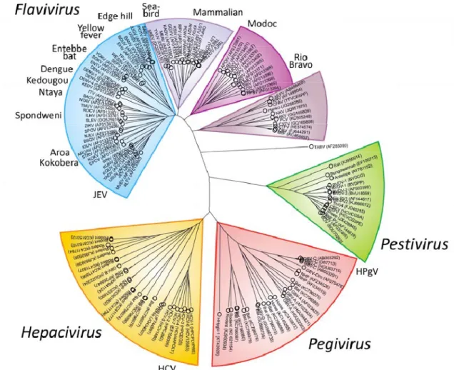 Figure	 1:	 Phylogénie	 des	 Flaviviridae	 L’analyse	 phylogénétique	 des	 différents	 virus	