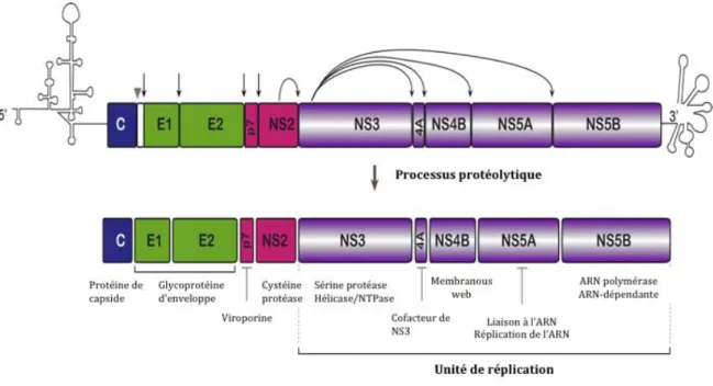 Figure	4:	Clivage	de	la	polyprotéine	du	VHC.	A/	Représentation	de	l’ARN	viral	avec	la	